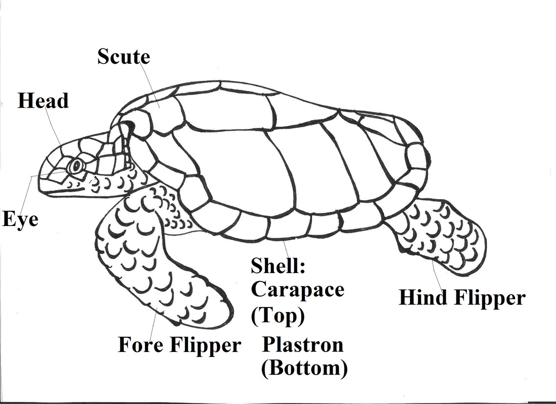 Body Parts Of A Sea Turtle Invincible Fight - vrogue.co